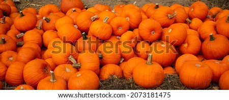 Exhibition of pumpkins for sale directly from the field. Ripe, orange pumpkins in full screen