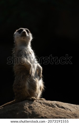A meerkat (suricata suricatta) poses proudly on a rock against a black background.