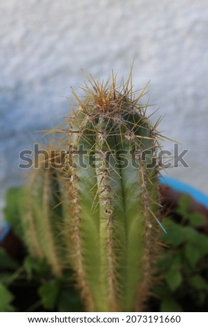 a nice cactus in the sun