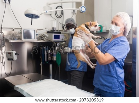 Woman vet examines a dog in clinic after surgical operation. High quality photo