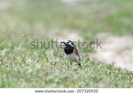 motacilla alba ( white wagtail ) standing on the ground, short depth of field