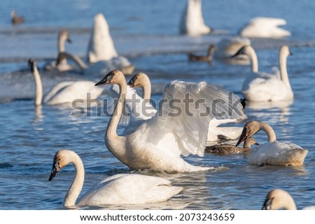 Elegant swans swimming in a frozen lake, open water of river in northern Canada during April, spring time migration to Alaska for the summer. Wilderness, forest in background.