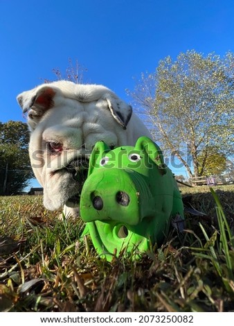 The dog is sneaking up on the green squeaky toy pig  Royalty-Free Stock Photo #2073250082