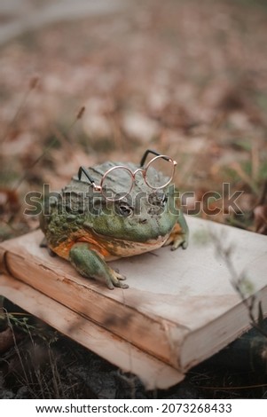 Giant African Bullfrog (Pyxicephalus adspersus). African bullfrog with old books. Cosplay with wild exotic animal. Reptile.