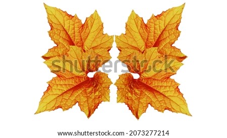 Group of golden leaves isolated on white background for design.