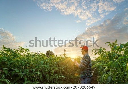 Agriculture production concept.Agronomist inspecting tomato crops growing in the farm field. young merfarmer examines tomato crop Agriculture technology farmer man using tablet computer analysis data