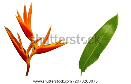 Closeup, Yellow Heliconia psittacorum or bird of paradise flowers blossom blooming and green leaf isolated on white background for stock photo or advertising desing. houseplant, spring, pattern, Royalty-Free Stock Photo #2073288875