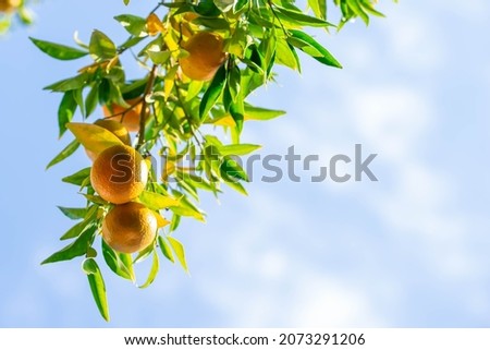 Ripe of fresh juicy orange mandarin in greenery on tree branches.  Natural outdoor food background. Tangerine sunny garden with green leaves and citrus fruits. Royalty-Free Stock Photo #2073291206