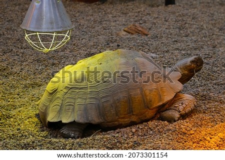 View of a large adult turtle in the sand