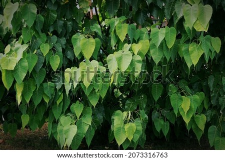 Bodhi tree leaves under morning sunlight