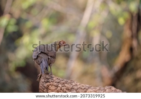 Jungle Fowl (Gallus) female bird photographed in the forest of Sattal, Uttarakhand. Royalty-Free Stock Photo #2073319925