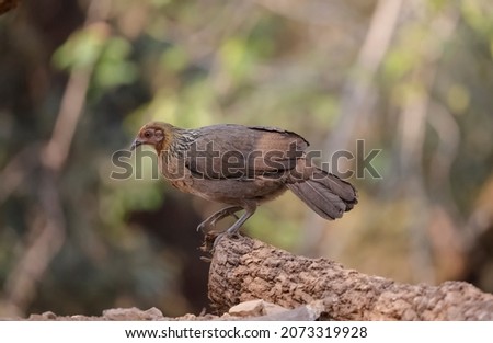 Jungle Fowl (Gallus) female bird photographed in the forest of Sattal, Uttarakhand. Royalty-Free Stock Photo #2073319928