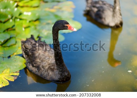 Beautiful black swans swimming in a lake with water lilies