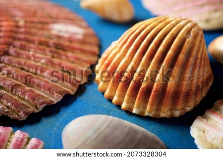 Collection of shells on a blue table.