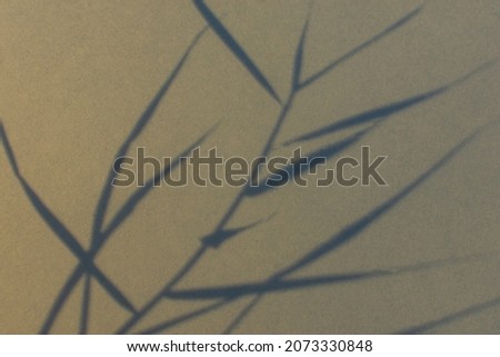Shadows nature beige gray background. Neutral contrast design made of dry grass. Fashionable earthy decorative shades. Calm natural pastel design. The concept of the beauty of the earth. Copy space