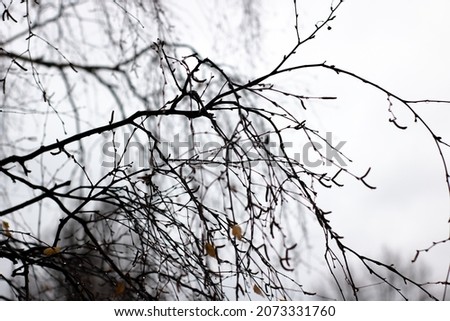 Black tree branches on a white sky background close up