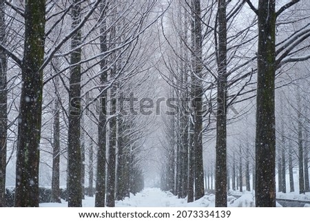 Snowy Metasequoia trees in Kanazawa, Japan Royalty-Free Stock Photo #2073334139