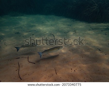 Two Mugil cephalus swimming over the sand, a couple of Flathead grey mullet on the seafloor with Posidonia oceanica on the background