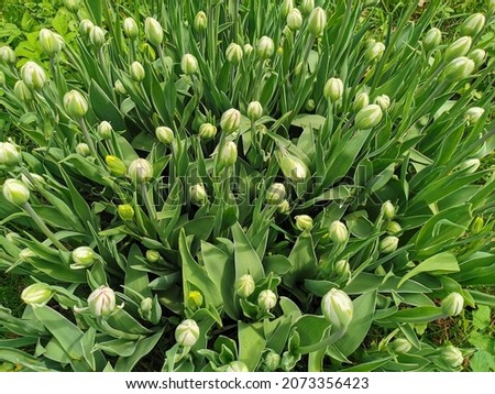 A flower bed with white-green tulips in buds . The festival of tulips on Elagin Island in St. Petersburg.