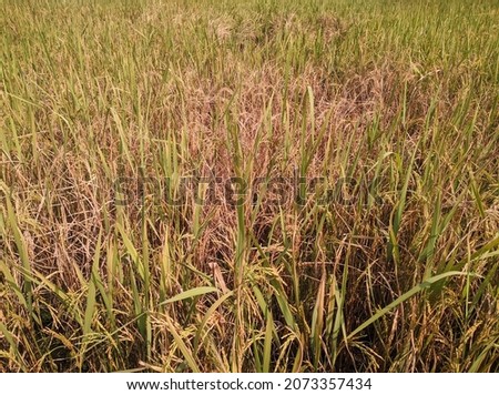 Brown planthopper attack on rice fields.  Royalty-Free Stock Photo #2073357434
