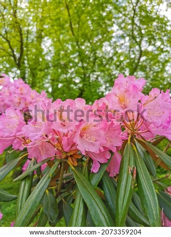Pink-lilac rhododendron flowers on the background of trees and blue sky with clouds in the botanical garden of St. Petersburg.