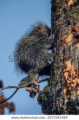North american porcupine on the tree. Latin name - Erethizon dorsatum
