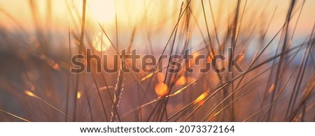 Coast of the Baltic sea at sunset. Golden evening sunlight. Sand dunes and plants close-up. Early spring in Latvia. Nature, environment, ecology Royalty-Free Stock Photo #2073372164