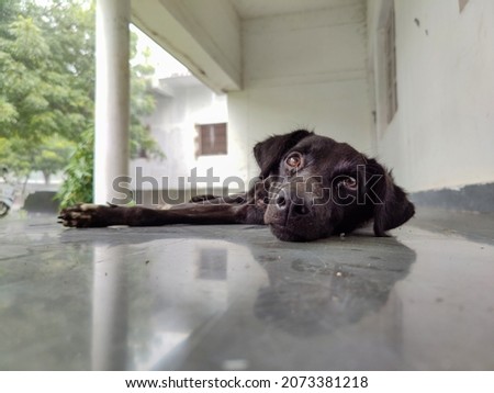 Stock photo of innocent black color patterdale terrier bread dog laying on the porch and looking at the camera. dog have beautiful brown color eyes. Picture captured during monsoon at Gulbarga,India.
