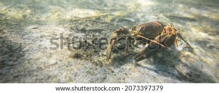 Noble crayfish Astacus astacus in a lake (natural habitat), close-up underwater shot. Crayfish plague, European wildlife, carcinology, zoology, environmental protection, science, research Royalty-Free Stock Photo #2073397379