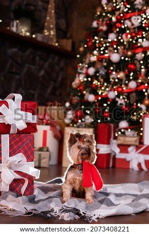 a dog in a Christmas red scarf near gifts and a Christmas tree