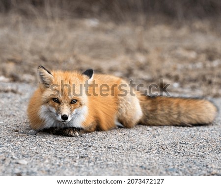Red Fox close-up profile view resting and  looking at camera in the spring season with blur background in its environment and habitat. Fox Image. Picture. Portrait. Photo.