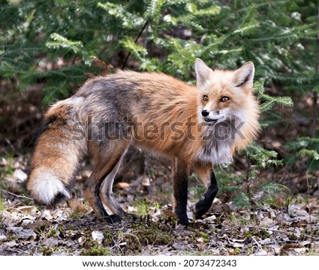 Red Fox close-up profile side view in the spring season with coniferous branches background and enjoying its environment and habitat. Fox Image. Picture. Portrait.