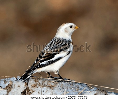 Snow bunting close-up profile view, standing on snow with a blur background in its environment and habitat. Image. Picture. Portrait.