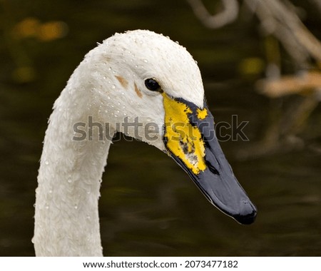 Swan Tundra head shot close-up profile view with blur background in its environment and habitat surrounding. 