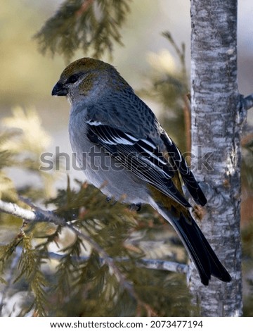 Pine Grosbeak close-up profile view, perched  on cedar branch tree with a blur background in its environment and habitat. Image. Picture. Portrait. Pine Grosbeak Stock Photo.