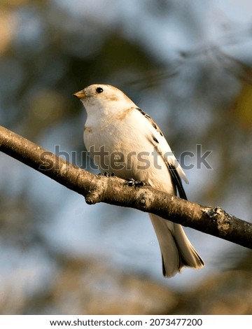 Snow bunting bird close-up view, perched on a tree branch with a blur background in its environment and habitat. Image. Picture. Portrait.