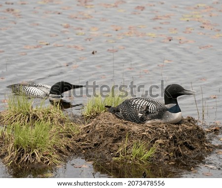 Loon couple nesting and guarding the nest  by the lake shore in their environment and habitat with a blur water background. Loon Nest Image. Common Loon on Lake. Loon in Wetland. Picture. 