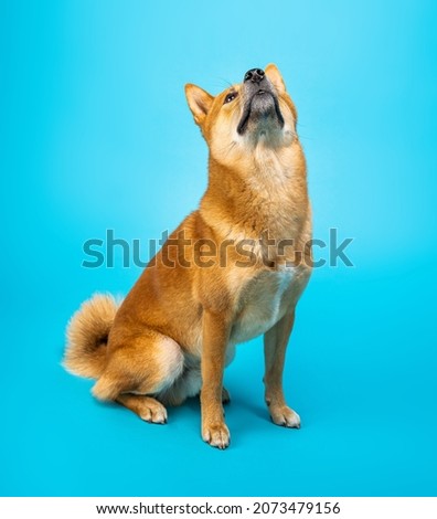 Dog sitting on blue profile Shiba Inu on blue background. Cute orange dog looking up confused shy. Animal pet theme. Vertical composition. 