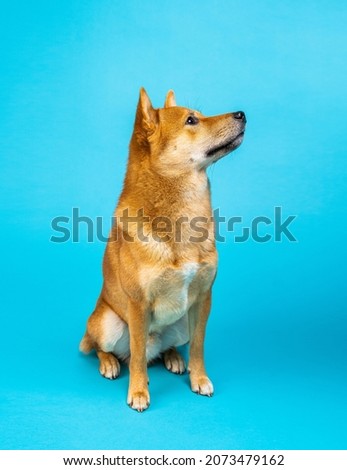 Dog sitting on blue profile Shiba Inu on blue background. Cute orange dog looking up confused shy. Animal pet theme. Vertical composition