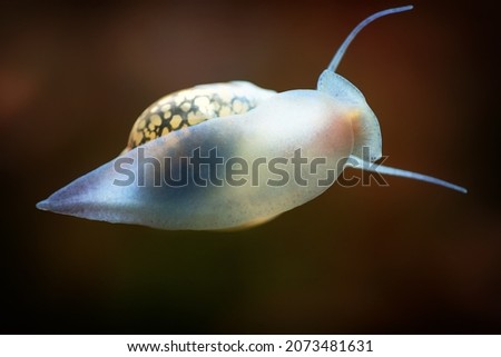 Physidae snail, bladder snails, family of air breathing freshwater snails, aquatic pulmonate gastropod molluscs. Aquascaping Animal macro close up photography with a focus gradient, soft background. Royalty-Free Stock Photo #2073481631