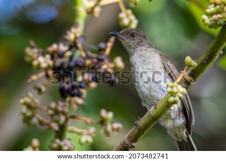 Nature wildlife bird of Red-eyed Bulbul perched at fruits tree. Royalty-Free Stock Photo #2073482741