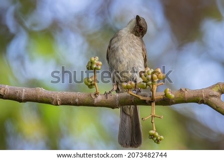 Nature wildlife bird of Red-eyed Bulbul perched at fruits tree. Royalty-Free Stock Photo #2073482744