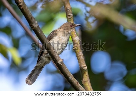 Nature wildlife bird of Red-eyed Bulbul perched at fruits tree. Royalty-Free Stock Photo #2073482759