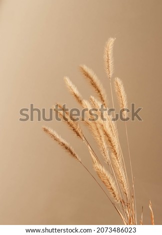 Close-up of beautiful creamy dry grass bouquet. Shadows on the wall. Silhouette in sun light. Selective focus. Floral home decoration.