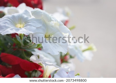 white petunias grow in a flower bed close-up