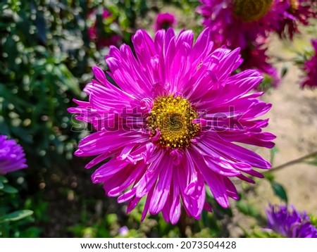 Aster is a genus of perennial flowering plants in the family Asteraceae. Its circumscription has been narrowed, and it now encompasses around 180 species,