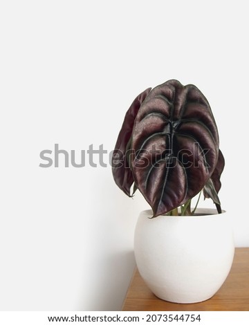 Alocasia Cuprea, Elephant Ear ‘Red Secret, exotic and modern house plant in pot. Isolated on a white background, copyspace. Close up of metallic deep red and green leaves that seem spray painted.
