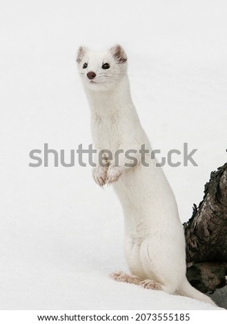 Long tail weasel in snow Royalty-Free Stock Photo #2073555185