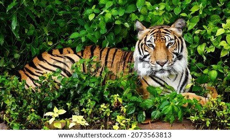 The Sumatran tiger is a population of Panthera tigris sondaica on the Indonesian island of Sumatra. This population was listed as Critically Endangered on the IUCN Red List in 2008, as it was estimate Royalty-Free Stock Photo #2073563813