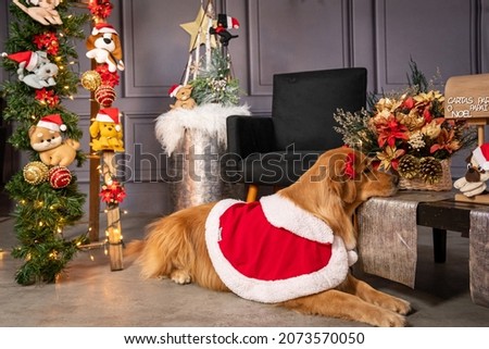 Christmas photography with dogs in a Christmas setting